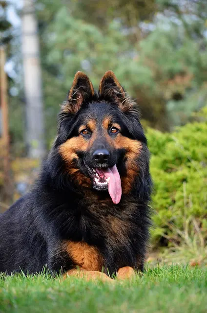 Berger de Bohême