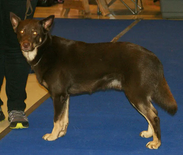 Berger finnois de Laponie