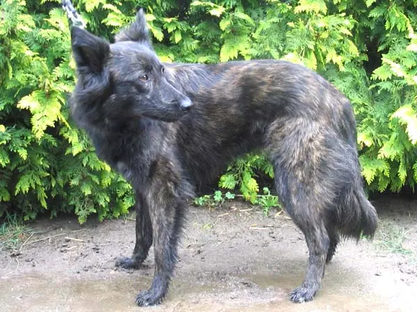 Berger hollandais