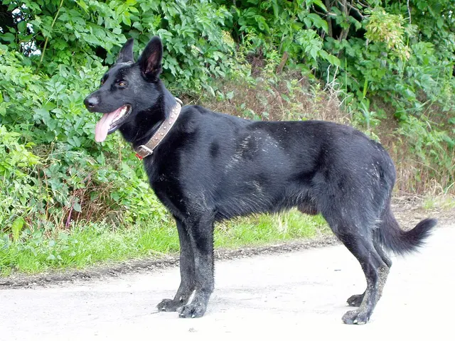 Berger noir slovaque