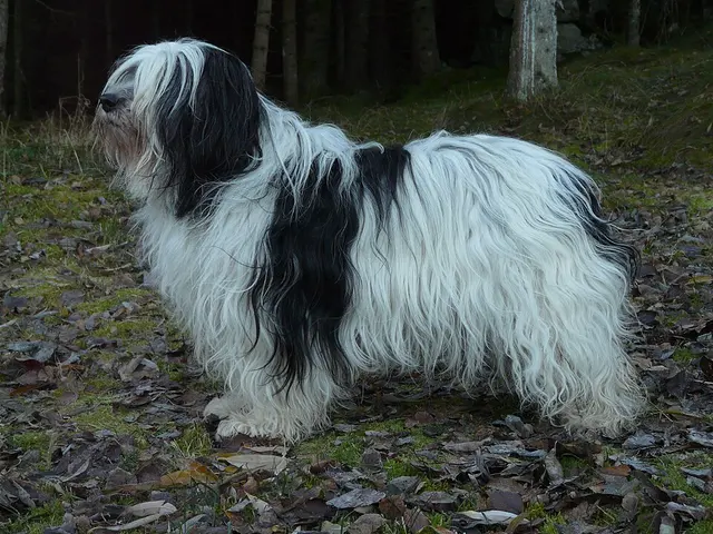 Berger polonais de plaine
