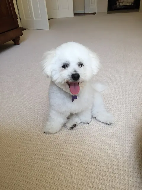 Bichon à poil frisé