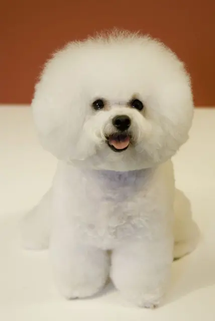 Bichon à poil frisé