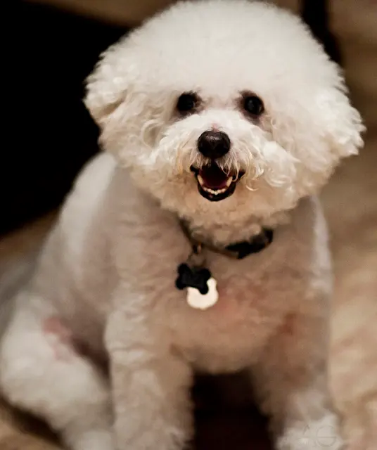 Bichon à poil frisé