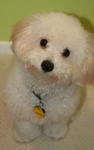 Bichon bolonais