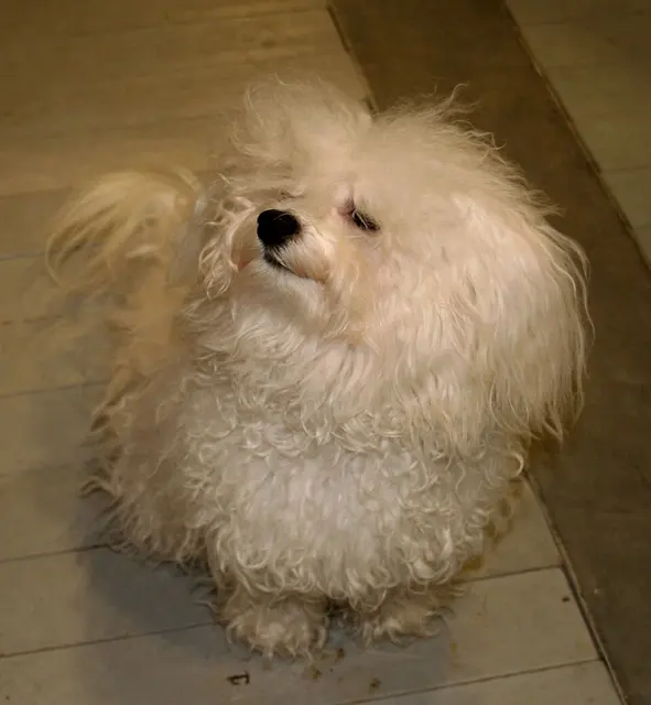 Bichon bolonais
