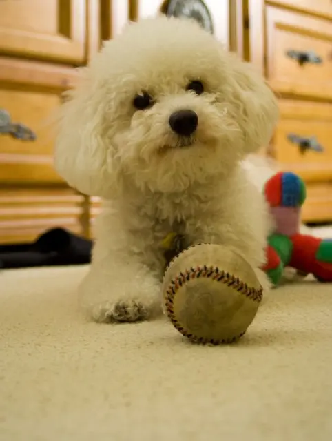 Bichon bolonais