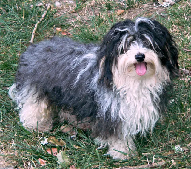 Bichon havanais