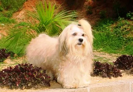 Bichon havanais