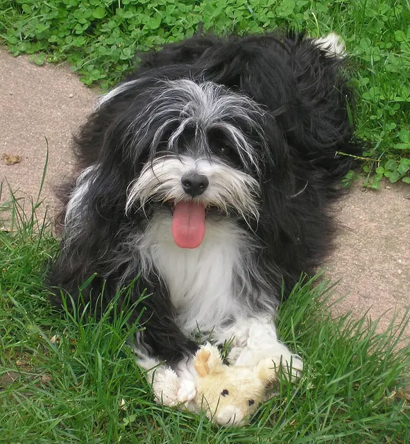 Bichon havanais