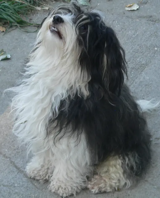 Bichon havanais