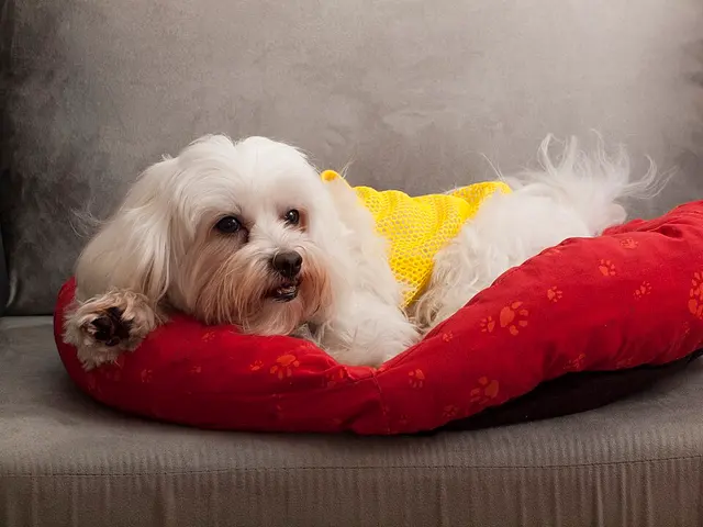 Bichon maltais