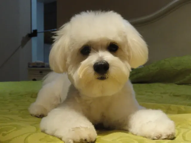 Bichon maltais