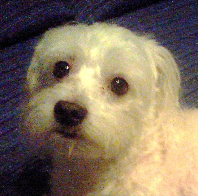 Bichon maltais