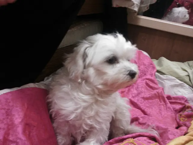 Bichon maltais