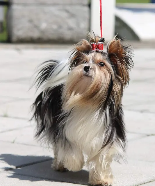 Biewer Yorkshire