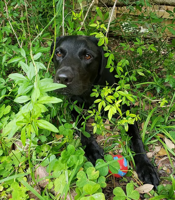 Blue Lacy