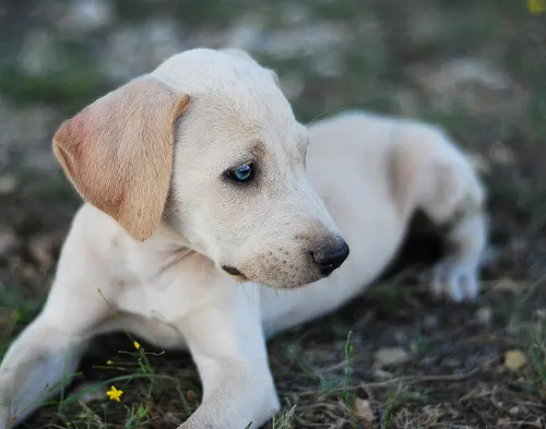 Blue Lacy