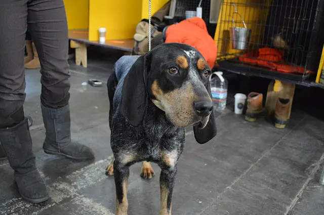 Bluetick coonhound