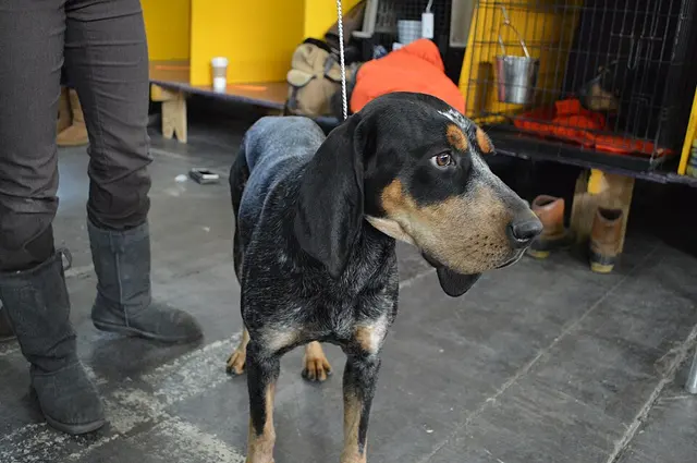 Bluetick coonhound