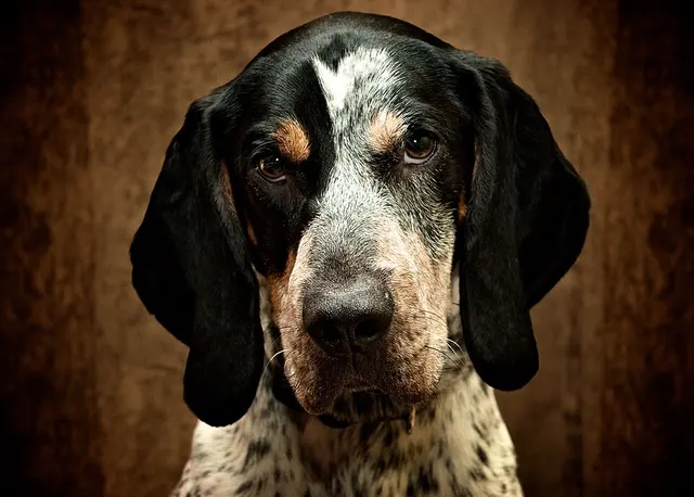 Bluetick coonhound