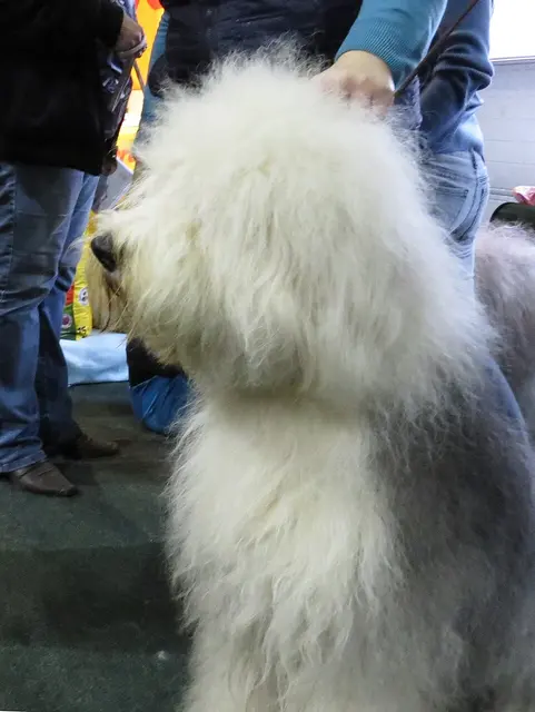 Bobtail