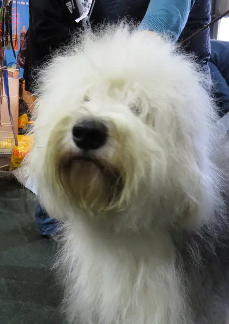 Bobtail