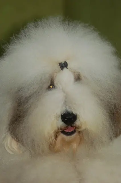 Bobtail