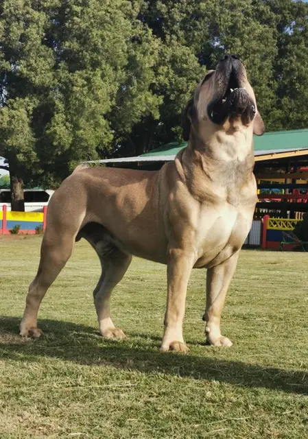 Boerboel