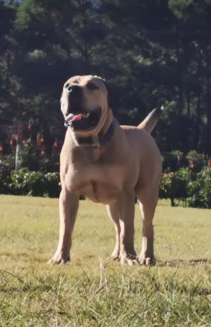 Boerboel