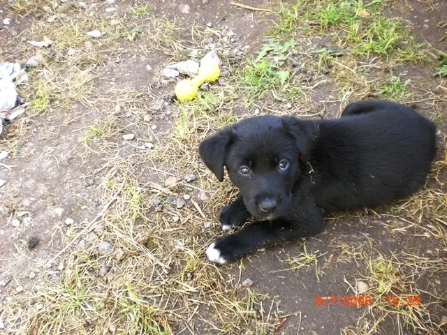 Borador
