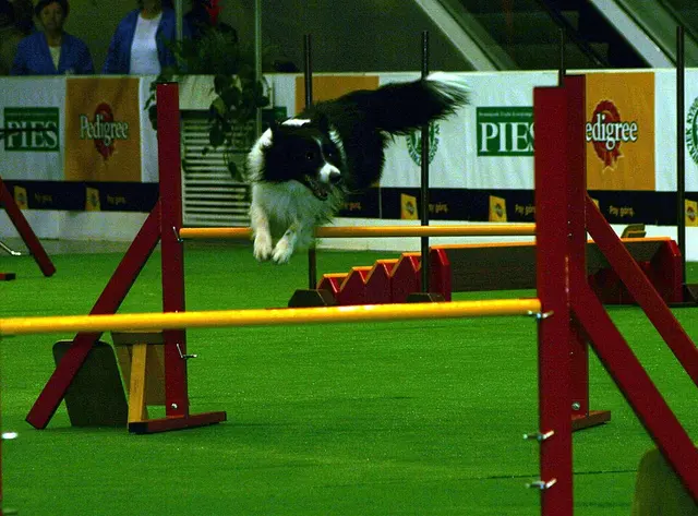 Border Collie
