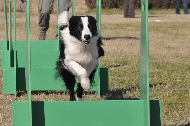 Border Collie