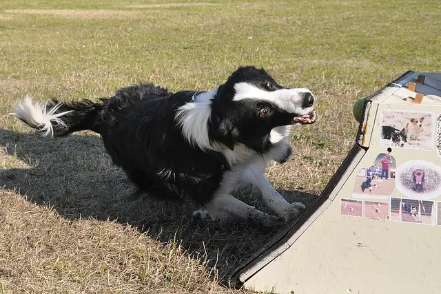 Border Collie
