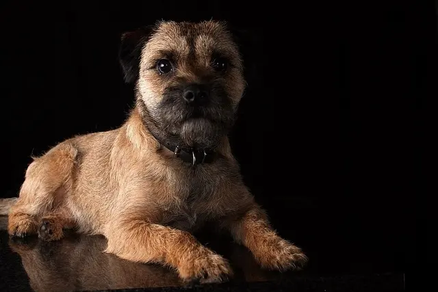 Border Terrier