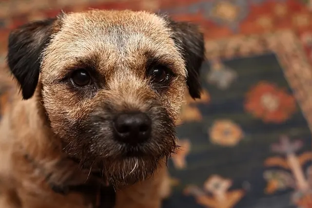Border Terrier