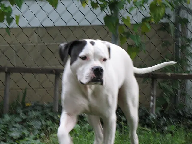 Bouledogue américain