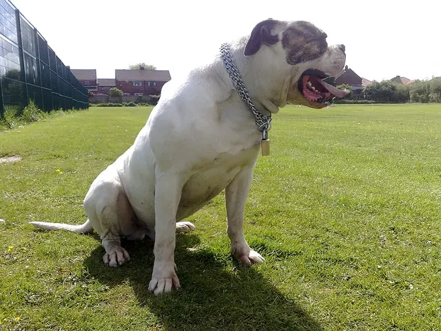 Bouledogue américain