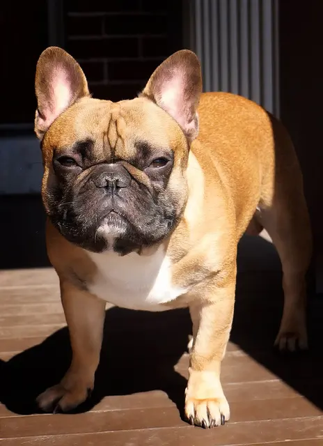 Bouledogue français