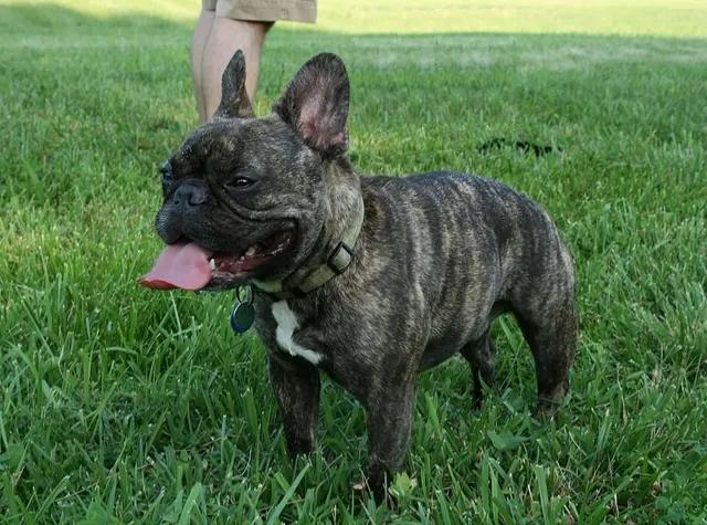 Bouledogue français