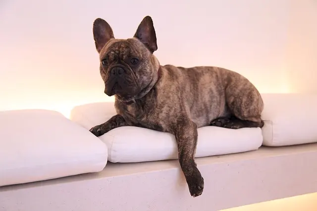 Bouledogue français