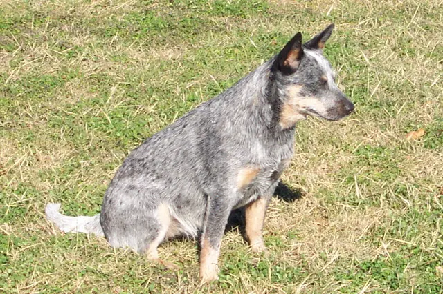 Bouvier australien