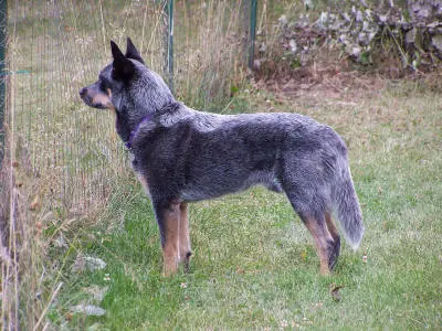 Bouvier australien