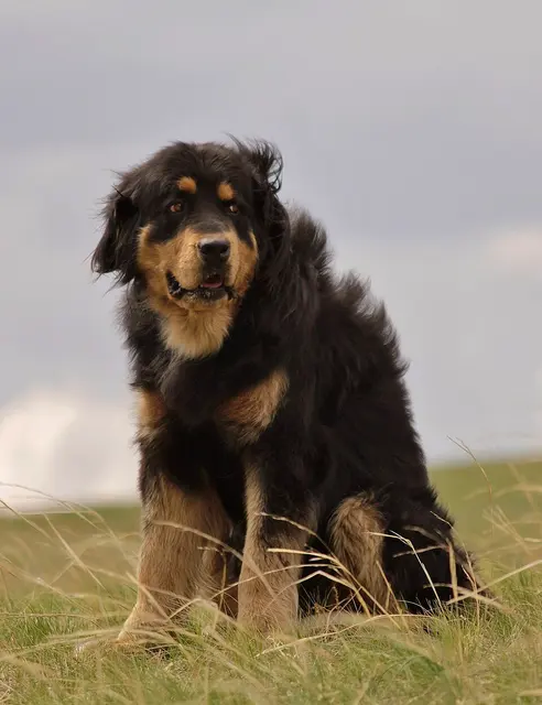 Bouvier de Bouriatie-Mongolie