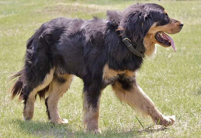 Bouvier de Bouriatie-Mongolie