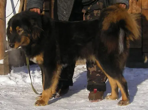 Bouvier de Bouriatie-Mongolie