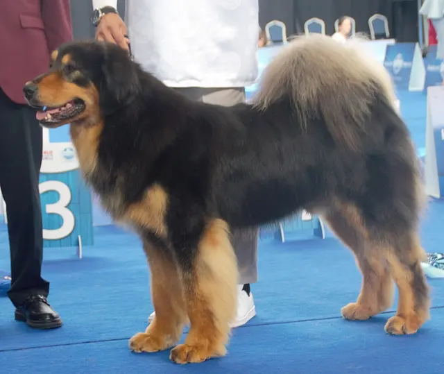 Bouvier de Bouriatie-Mongolie
