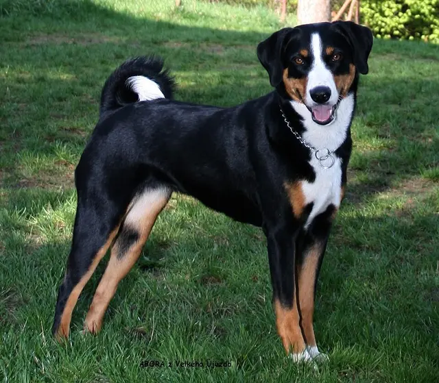 Bouvier de l’Appenzell