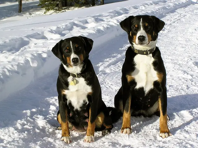 Bouvier de l’Appenzell