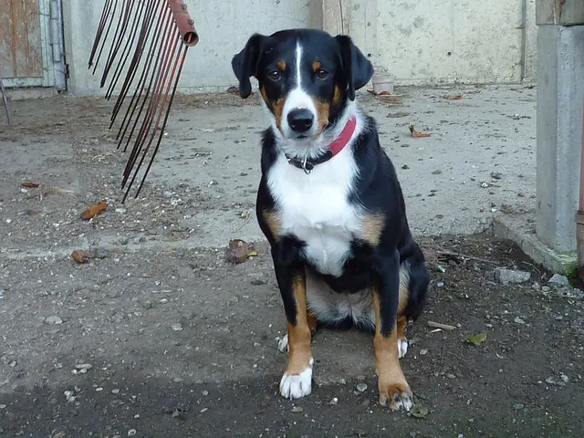 Bouvier de l’Appenzell